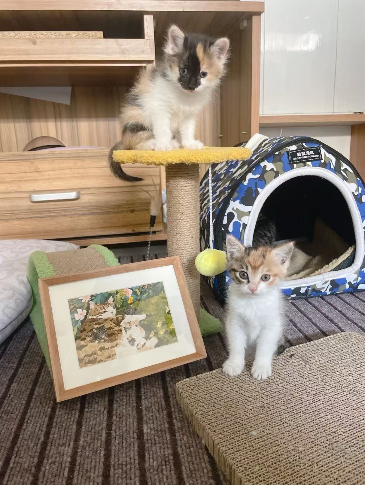 Pet portrait commission detail